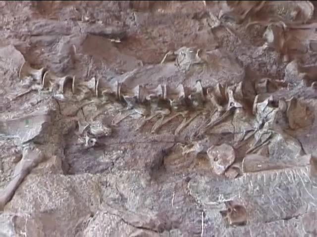 Life Through Time: Life in the Mesozoic Era